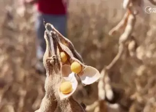 Safra americana pode impactar preços da soja em Mato Grosso