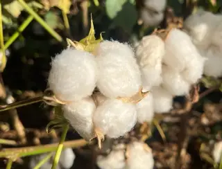 Produção de algodão em pluma deve crescer quase 7% em MT