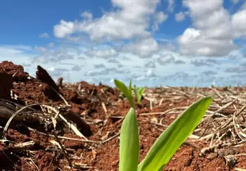 Campo Verde aumenta área de cultivo de milho em 23,63%