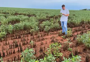 Quase 90% dos produtores em Mato Grosso não conseguem cobrir o custo da soja