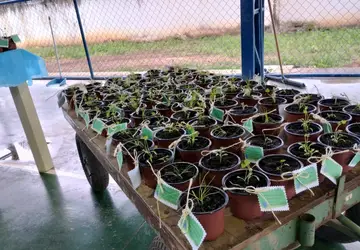 Estudantes aprendem a produzir adubo orgânico utilizando técnica sustentável