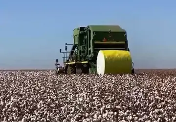 Cotonicultores de Mato Grosso sofrem com forte incidência do Bicudo-do-algodoeiro