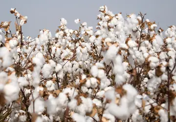 Exportação de algodão 2023/24 deve superar recorde da safra 2020/21