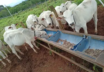 Em Mato Grosso uso de plantas auxilia na redução de emissões de metano na pecuária