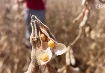 Safra americana pode impactar preços da soja em Mato Grosso