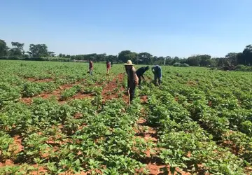 Gergelim doce é nova aposta de produção para a agricultura familiar em MT