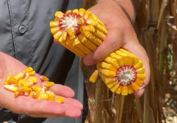 Em Mato Grosso, plantio fora da janela e ataque de lagartas causam preocupações na safra de milho