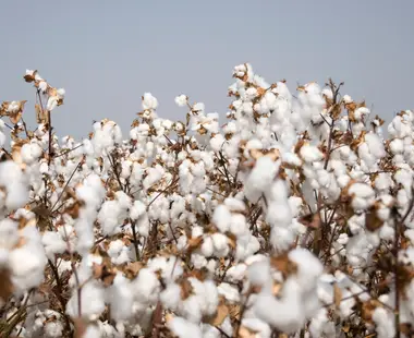Exportação de algodão 2023/24 deve superar recorde da safra 2020/21