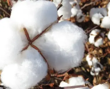 Queda nas cotações de algodão no destino é o nível mais baixo desde 2020