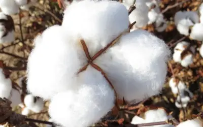 Queda nas cotações de algodão no destino é o nível mais baixo desde 2020