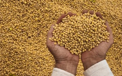 Carro-chefe do agro MT sustenta VBP pela oferta e não pela valorização das cotações