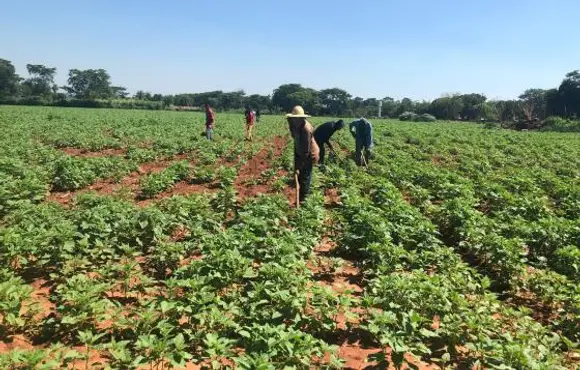 Gergelim doce é nova aposta de produção para a agricultura familiar em MT