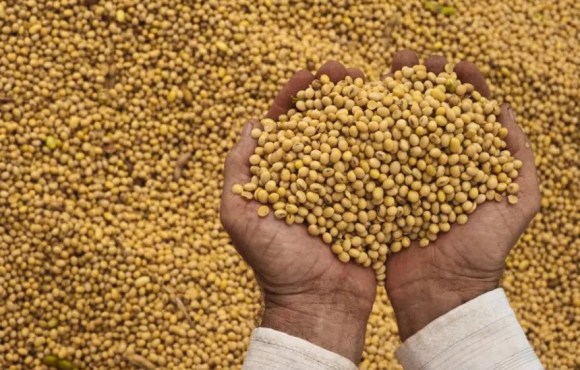 Carro-chefe do agro MT sustenta VBP pela oferta e não pela valorização das cotações