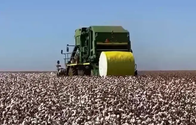 Cotonicultores de Mato Grosso sofrem com forte incidência do Bicudo-do-algodoeiro